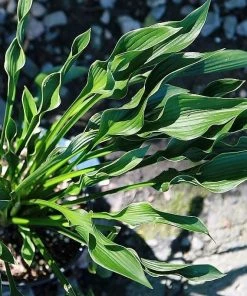 Roots Plants Perennials Hosta 'Praying Hands' 3L Pot 7 Roots Plants Perennials Hosta 'Praying Hands' 3L Pot