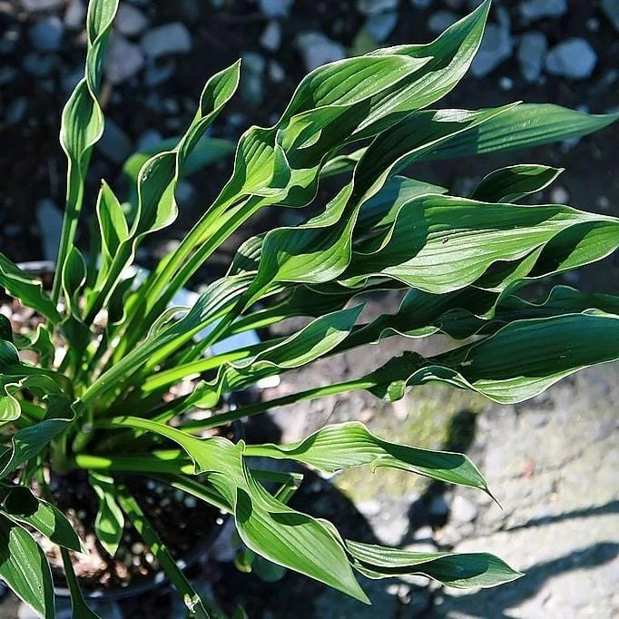Roots Plants Perennials Hosta 'Praying Hands' 3L Pot 5 Roots Plants Perennials Hosta 'Praying Hands' 3L Pot