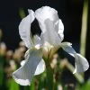 Roots Plants Perennials Iris 'Not Quite White' 3L Pot