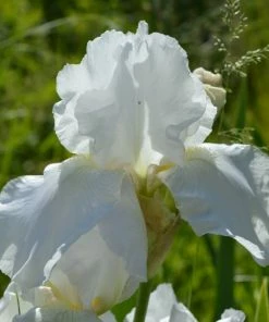 Roots Plants Perennials Iris 'Not Quite White' 3L Pot