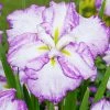 Roots Plants Iris 'Tiramisu' 3L Pot Perennials