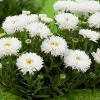 Roots Plants Leucanthemum 'Cloud Cumulus' 3L Pot