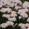 Roots Plants Perennials Leucanthemum 'Sante' 3L Pot