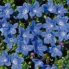 Roots Plants Lithodora 'Grace Ward' 2L Pot Perennials 1 Roots Plants Lithodora 'Grace Ward' 2L Pot Perennials