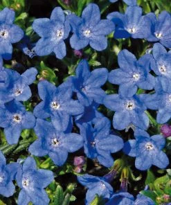 Roots Plants Lithodora 'Grace Ward' 2L Pot Perennials