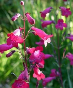 Roots Plants Penstemon 'Garnet' 2L Pot 5 Roots Plants Penstemon 'Garnet' 2L Pot