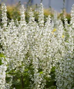 Roots Plants Perennials Salvia 'Lyrical White' 3L Pot