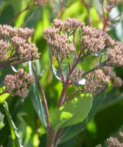 Roots Plants Perennials Sedum 'Mr Goodbud' 3L Pot 6 Roots Plants Perennials Sedum 'Mr Goodbud' 3L Pot