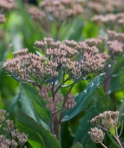 Roots Plants Perennials Sedum 'Mr Goodbud' 3L Pot 7 Roots Plants Perennials Sedum 'Mr Goodbud' 3L Pot