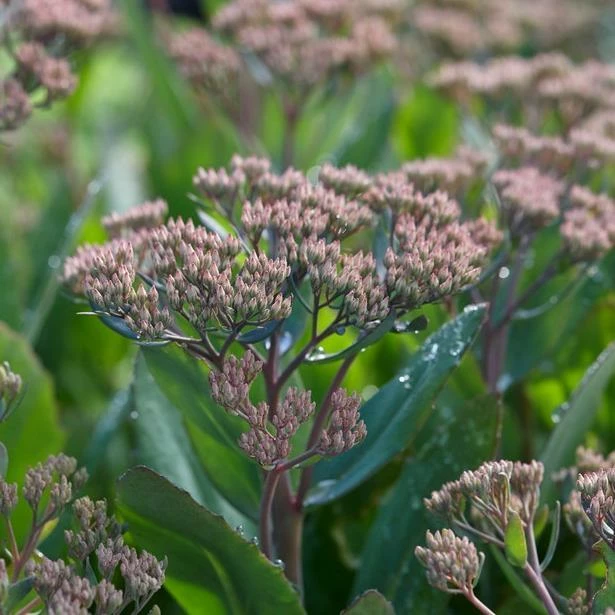 Roots Plants Perennials Sedum 'Mr Goodbud' 3L Pot 5 Roots Plants Perennials Sedum 'Mr Goodbud' 3L Pot