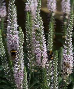 Roots Plants Perennials Veronica'Moody Blues Pink' 3L Pot