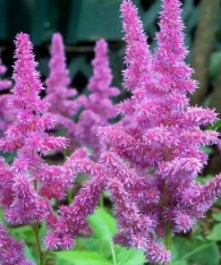 Roots Plants Astilbe 'Purple Rain' | 3L Pot Perennials