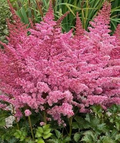 Roots Plants Perennials Astilbe'Razzle Dazzle' | 3L Pot