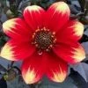 Roots Plants Dahlia 'Dahlegria Orange Yellow Tip' | 3L Pot Dahlias