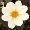 Roots Plants Dahlia 'Dahlegria White' | 3L Pot