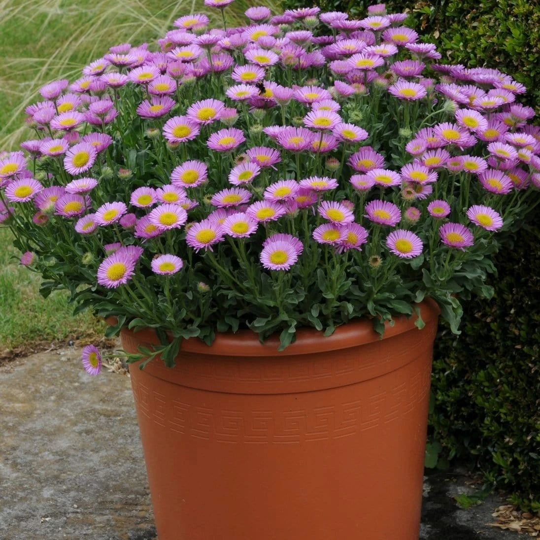 Roots Plants Erigeron 'Sea Breeze' | 3L Pot Perennials 4 Roots Plants Erigeron 'Sea Breeze' | 3L Pot Perennials