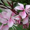 Roots Plants Gaura 'Gambit Variegata Rose' 2 Roots Plants Gaura 'Gambit Variegata Rose'