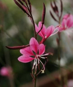 Roots Plants Gaura 'Gaudi Rose' | 3L Pot