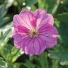 Roots Plants Geranium 'Blushing Turtle'