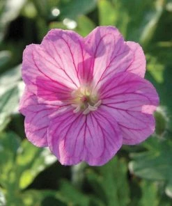 Roots Plants Geranium 'Blushing Turtle'