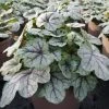 Roots Plants Heucherella 'Pink Fizz' | 3L Pot 1 Roots Plants Heucherella 'Pink Fizz' | 3L Pot