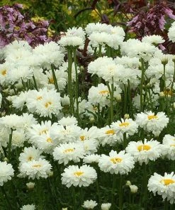 Roots Plants Leucanthemum 'Victorian Secret' | Daisy | 3L Pot