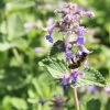 Roots Plants Perennials Nepeta 'Walkers Low'