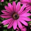 Roots Plants Osteospermum 'Tresco Purple' | 3L Pot