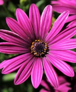 Roots Plants Osteospermum 'Tresco Purple' | 3L Pot