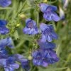 Roots Plants Perennials Penstemon 'Electric Blue' | 2L Pot