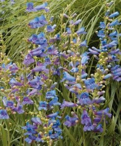 Roots Plants Perennials Penstemon 'Electric Blue' | 2L Pot