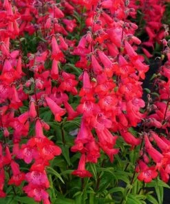 Roots Plants Penstemon 'Quartz Red' | 3L Pot Perennials