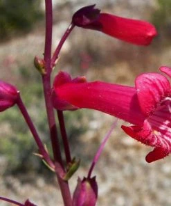 Roots Plants Penstemon 'Quartz Red' | 3L Pot Perennials