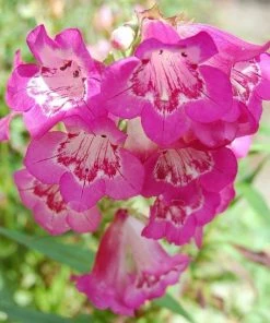 Roots Plants Perennials Penstemon'Quartz Rose' | 3L Pot
