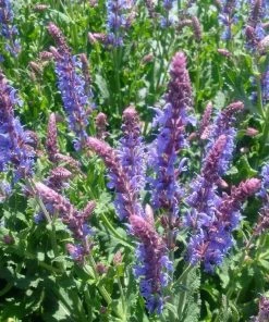 Roots Plants Salvia 'Blue Hill' | 2L Pot