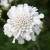 Roots Plants Scabiosa 'Flutter Pure White' | 3L Pot 1 Roots Plants Scabiosa 'Flutter Pure White' | 3L Pot