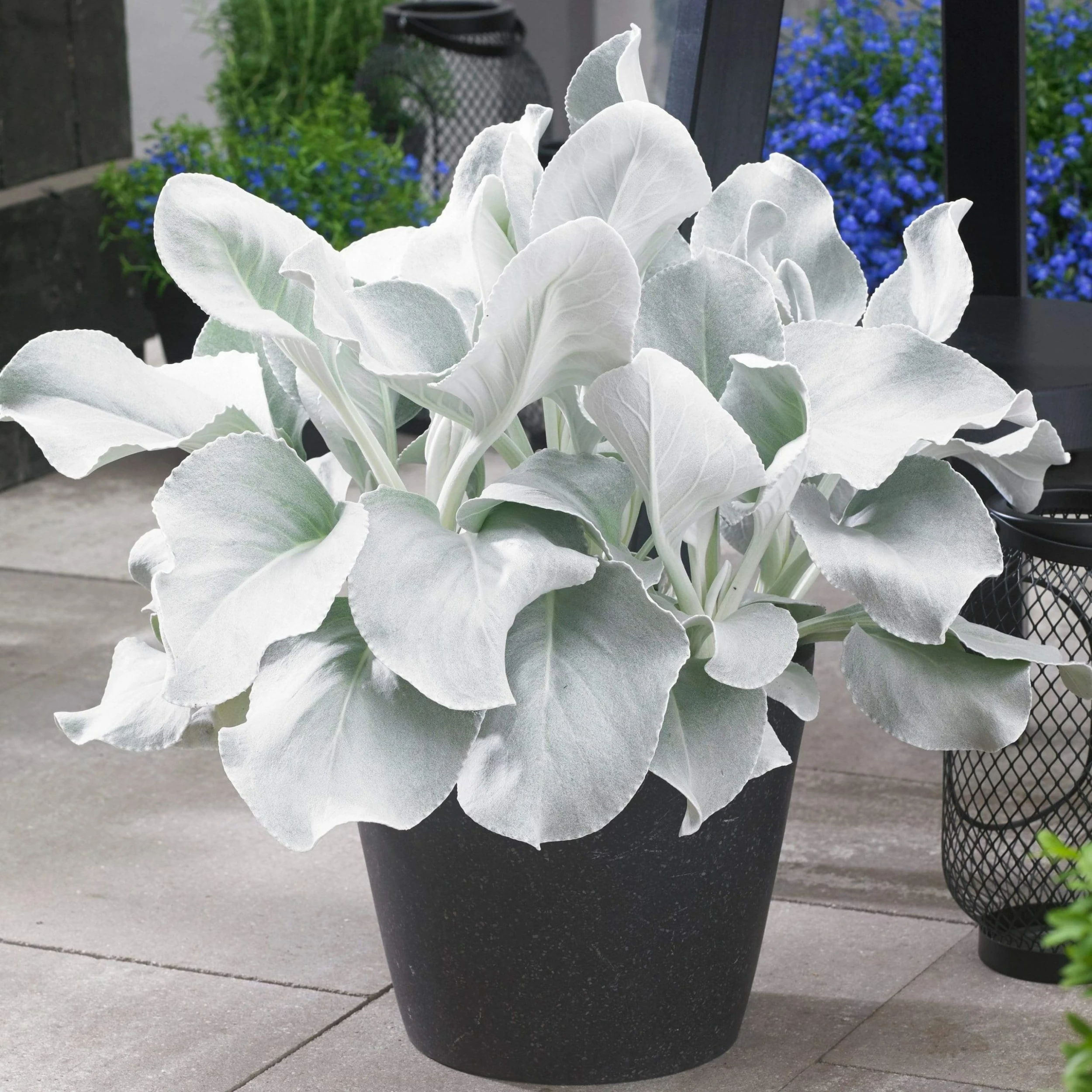 Roots Plants Senecio 'Angel Wings' 3 Roots Plants Senecio 'Angel Wings'