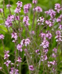 Roots Plants Verbena 'Bampton' | 3L Pot Verbenas