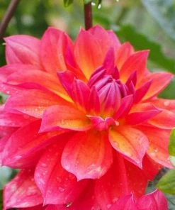 Roots Plants Dahlia 'Firepot' | 3L Pot Dahlias