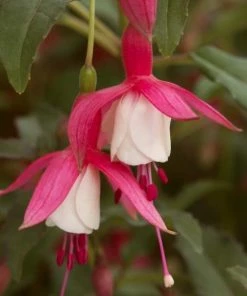 Roots Plants Hardy Fuchsia 'Alice Hoffman' | 3L Pot