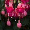 Roots Plants Hardy Fuchsia 'Garden News' | 3L Pot 1 Roots Plants Hardy Fuchsia 'Garden News' | 3L Pot
