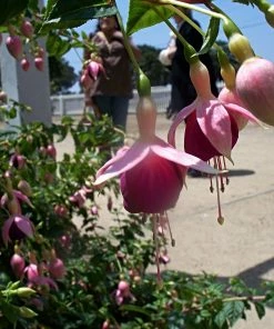 Roots Plants Hardy Fuchsia 'Garden News' | 3L Pot