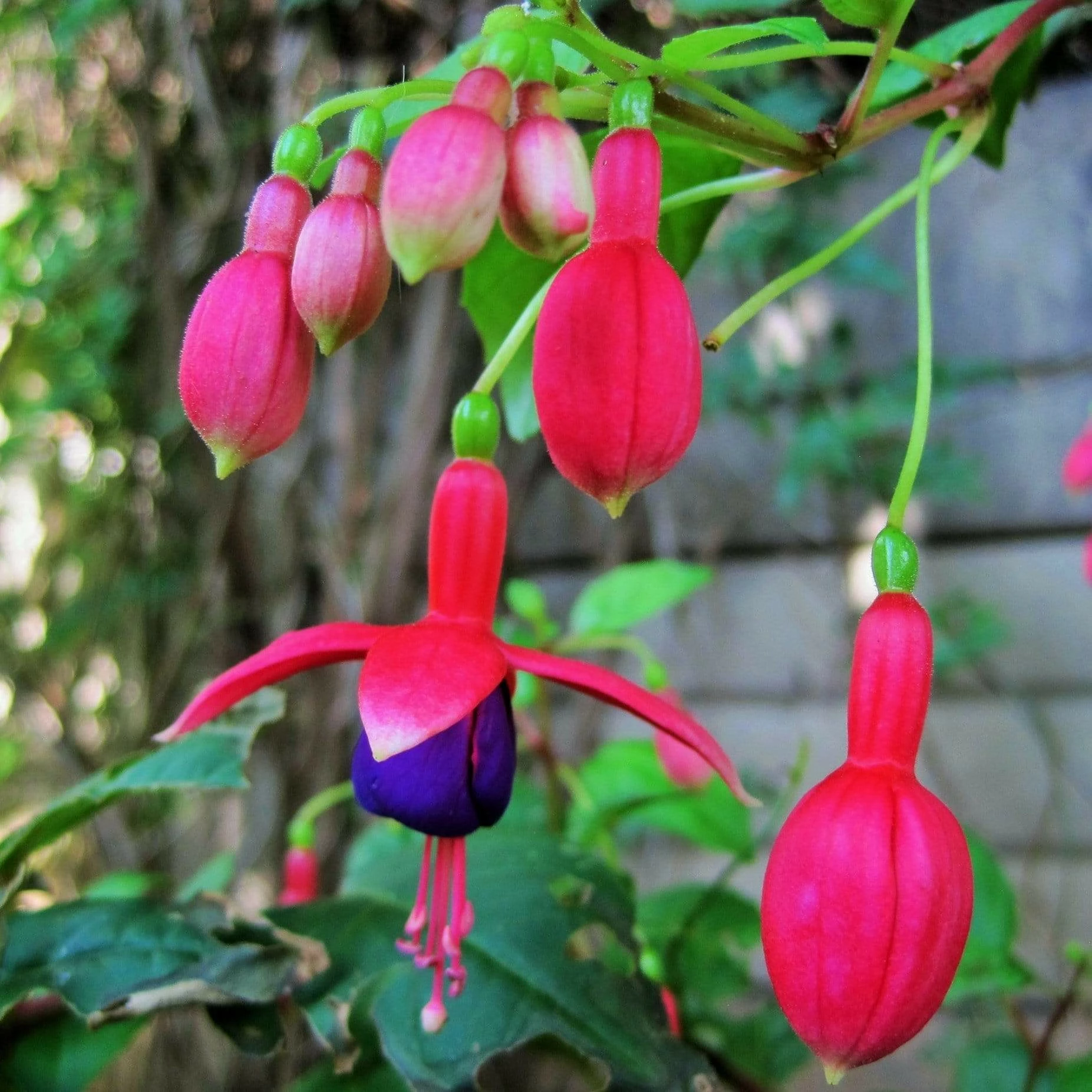 Roots Plants Hardy Fuchsia 'Tom Thumb' | 3L Pot Fuchsias 3 Roots Plants Hardy Fuchsia 'Tom Thumb' | 3L Pot Fuchsias