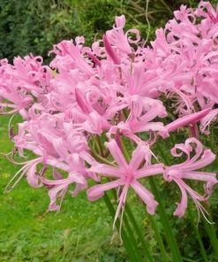 Roots Plants Guernsey Lily | Nerine Bowdenii | 3L Pot