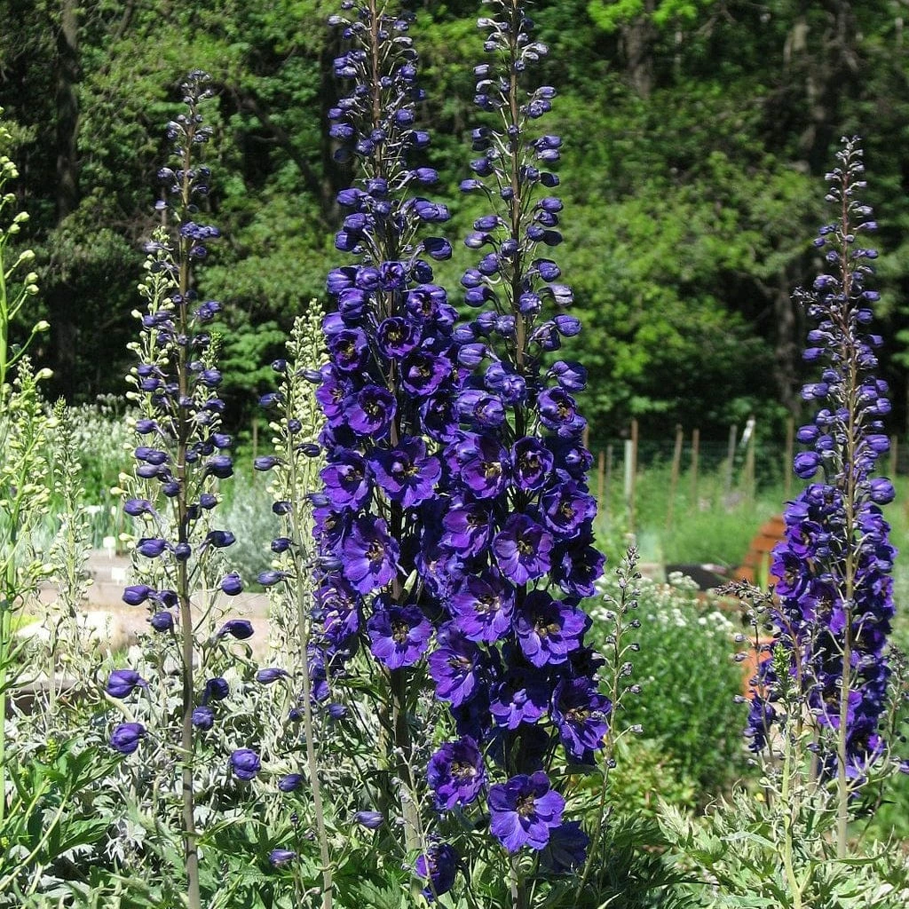 Roots Plants Perennials Delphinium 'Dark Blue Black Bee' 3 Roots Plants Perennials Delphinium 'Dark Blue Black Bee'