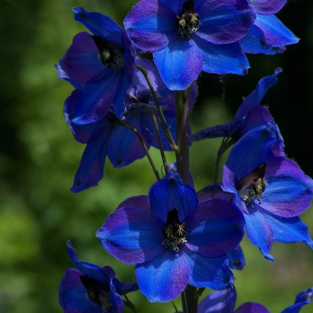 Roots Plants Perennials Delphinium 'Dark Blue Black Bee' 5 Roots Plants Perennials Delphinium 'Dark Blue Black Bee'