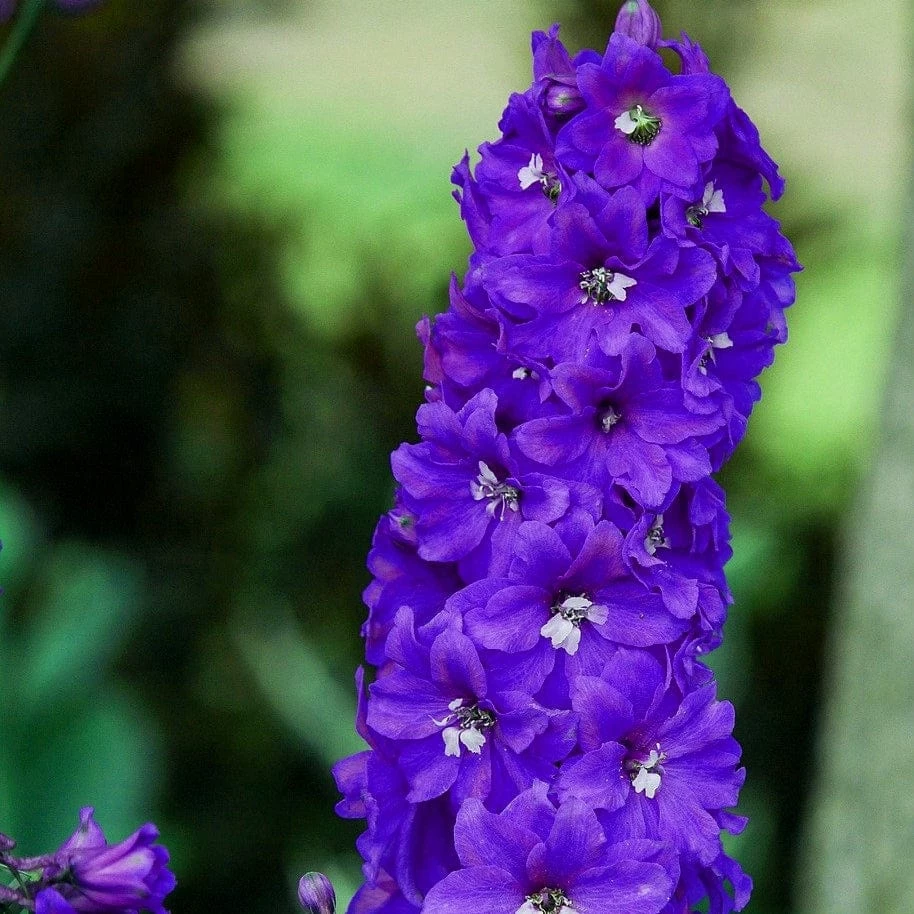 Roots Plants Perennials Delphinium 'Dark Blue White Bee' 5 Roots Plants Perennials Delphinium 'Dark Blue White Bee'