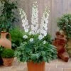 Roots Plants Delphinium 'Pure White'