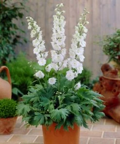 Roots Plants Delphinium 'Pure White'