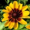 Roots Plants Rudbeckia Sunbeckia Alicia | 5L Pot